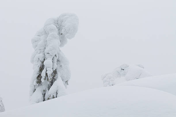 Samolepka trees on cliff top in winter