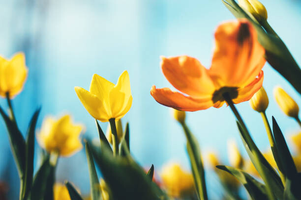 Samolepka Tulip Flowers