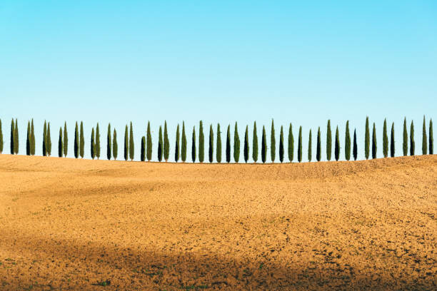Tričko Tuscany landscape of cypresses trees, Val