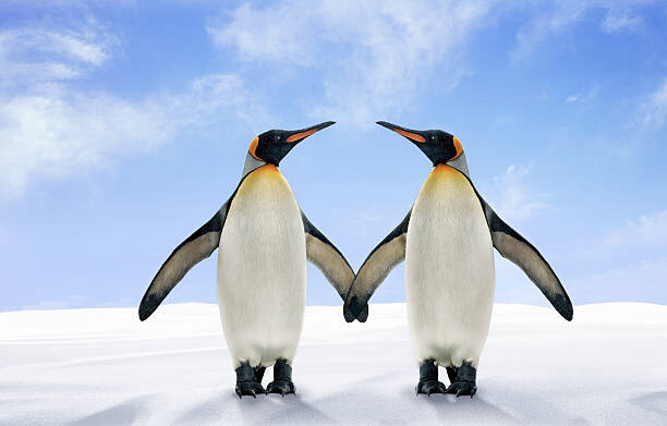 Naklejka Two King Penguins Stand Side by
