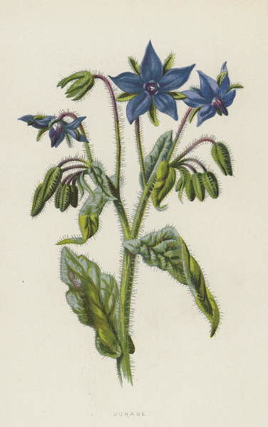 Vászonkép Borage
