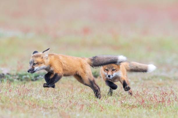 Vászonkép Fox kit chase