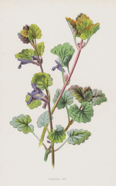 Vászonkép Ground-Ivy