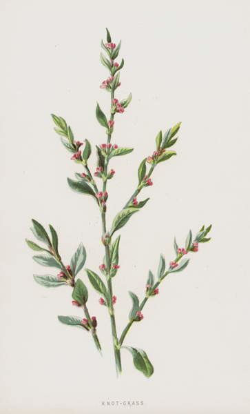 Vászonkép Knot-Grass