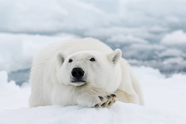 Vászonkép Polar bear