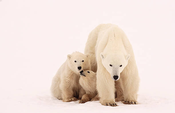 Vászonkép Polar Bear Sibling Affection