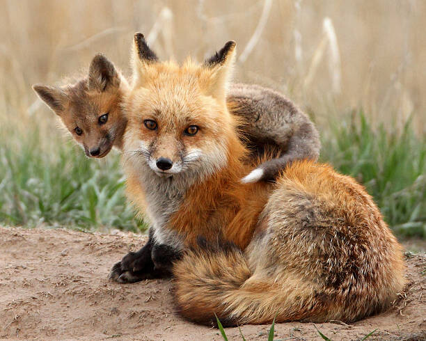 Vászonkép Red fox