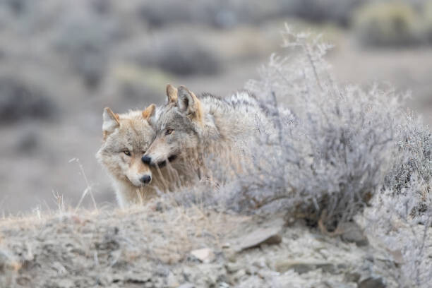 Vászonkép Two Grey wolf (mostly white/tan colored)