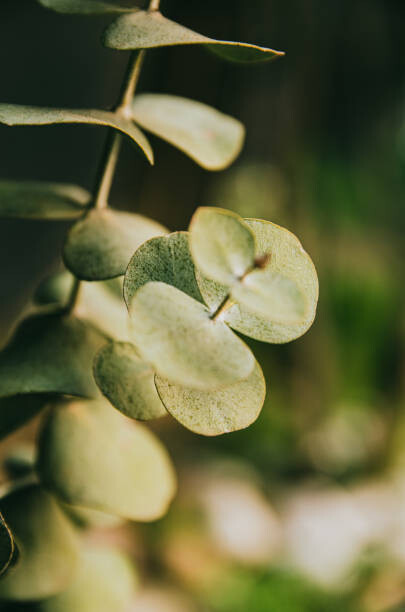 Sticker Plakat Vegetacion