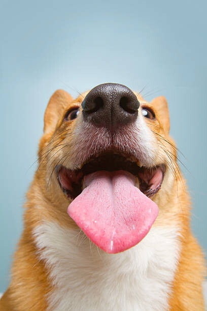 Adesivo murale Very happy corgi