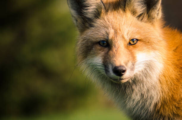 Wall Mural A fox.