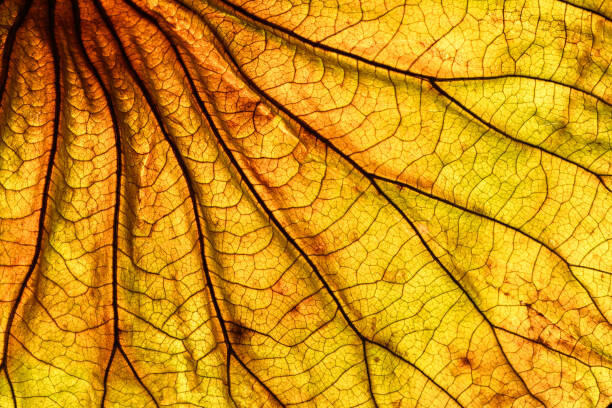 Wall Mural Abstract backlit leaf background