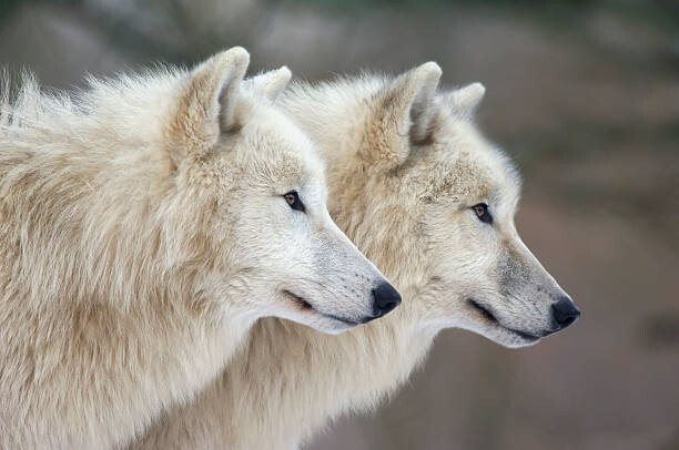 Wall Mural Arctic wolves