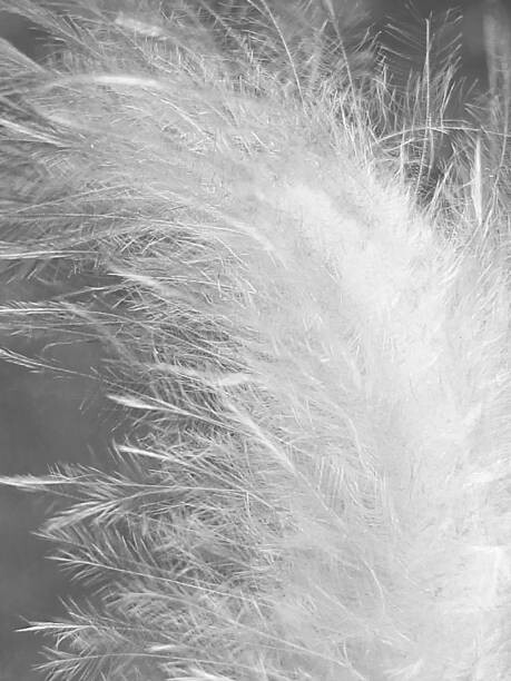 Wall Mural Beautiful feather