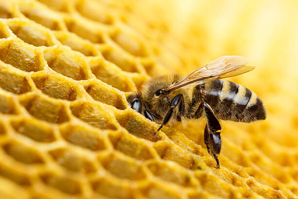 Wall Mural Bee