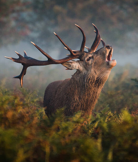 Wall Mural Bellowing Stag