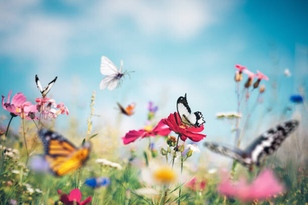 Wall Mural Butterfly Meadow