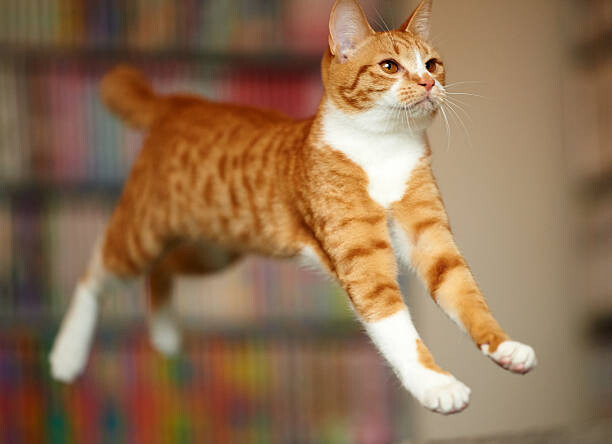 Wall Mural Cat Jumping