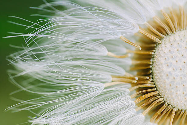 Wall Mural Dandelion Close-Up