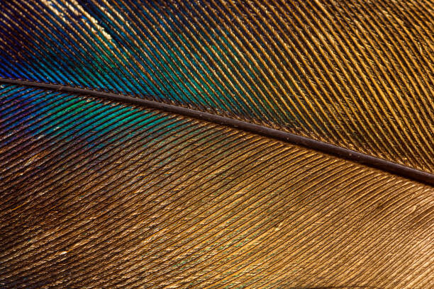 Wall Mural Feather