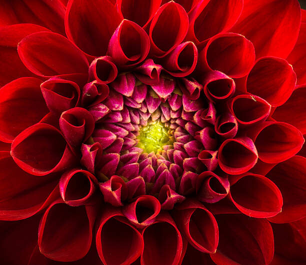 Wall Mural Flower background