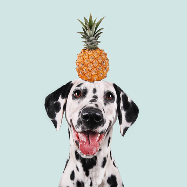 Wall Mural Funny dog