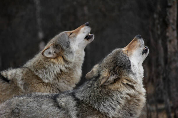 Wall Mural Howling wolves