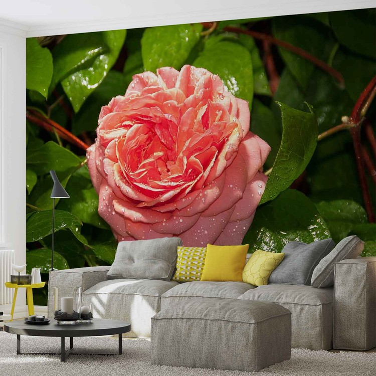 Pink Rose Wall Paper Mural Buy at UKposters