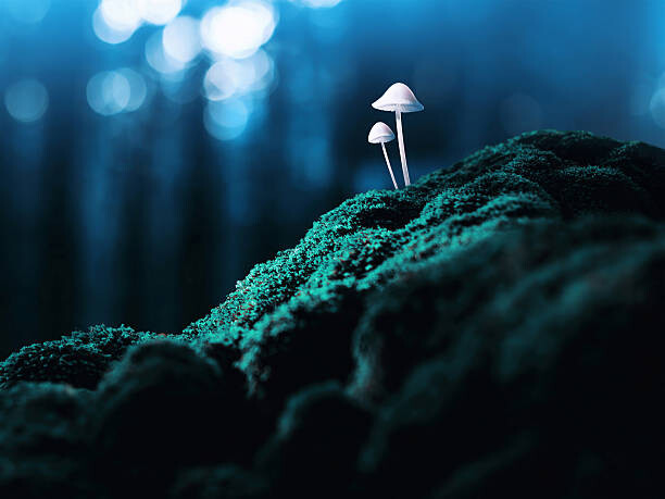 Wall Mural Psychedelic mushrooms