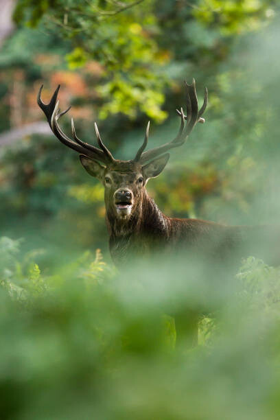 Wall Mural Red deer