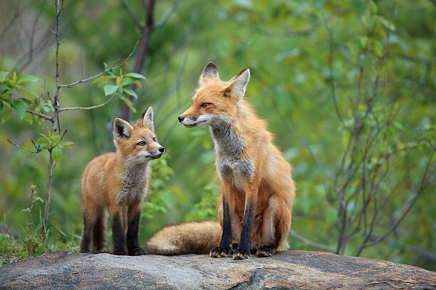 Wall Mural Red Fox & Kit