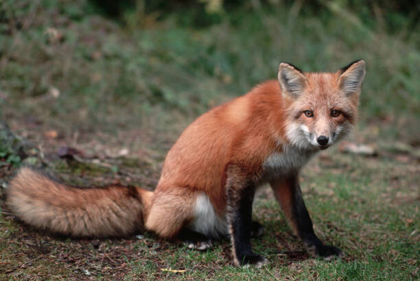 Wall Mural Red Fox Sitting