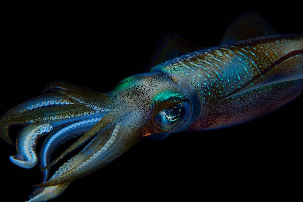 Wall Mural Reef squid