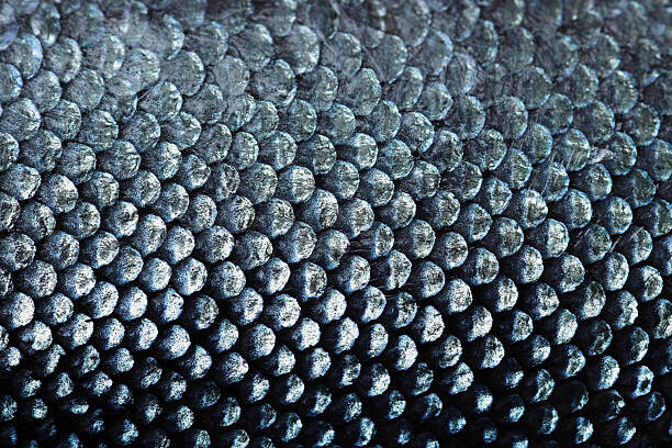 Wall Mural salmon scale