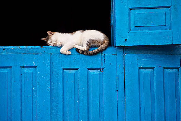 Wall Mural Sleeping cat