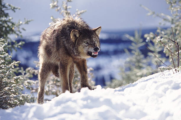 Wall Mural Snarling Wolf