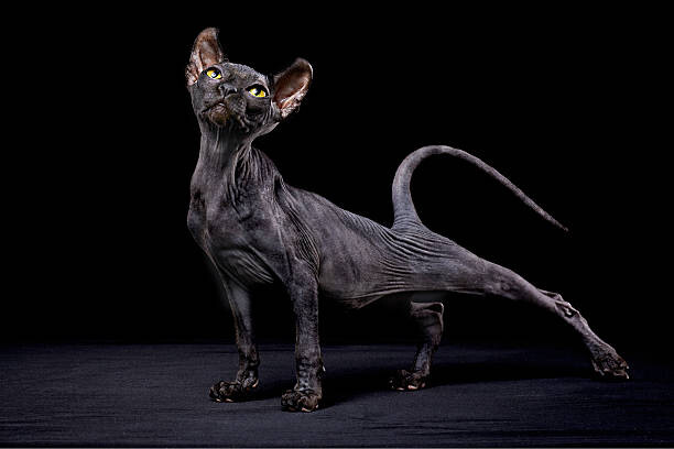 Wall Mural Sphynx cat
