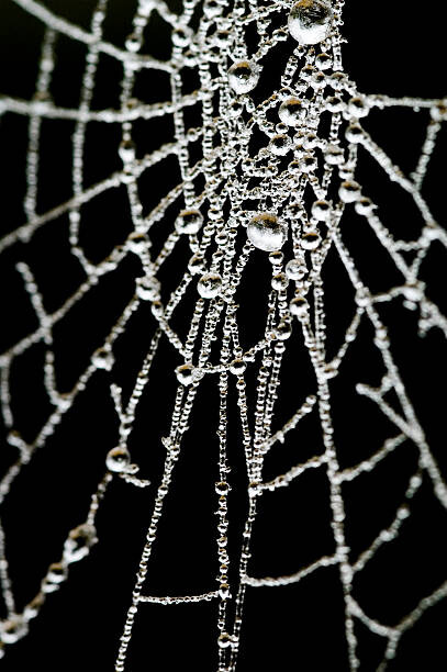 Wall Mural Spider Web