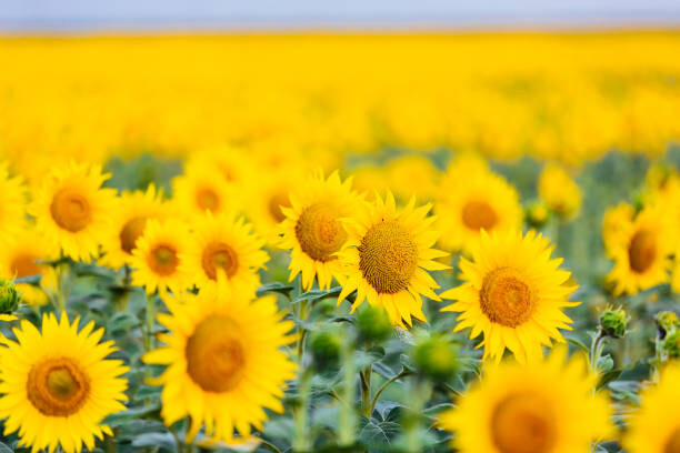 Wall Mural Sunflower field