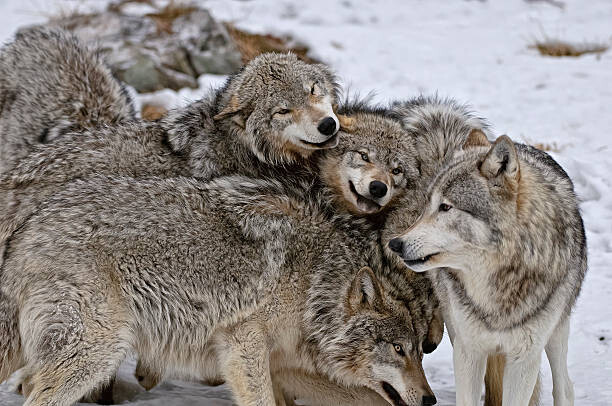 Wall Mural Timber Wolf Pack