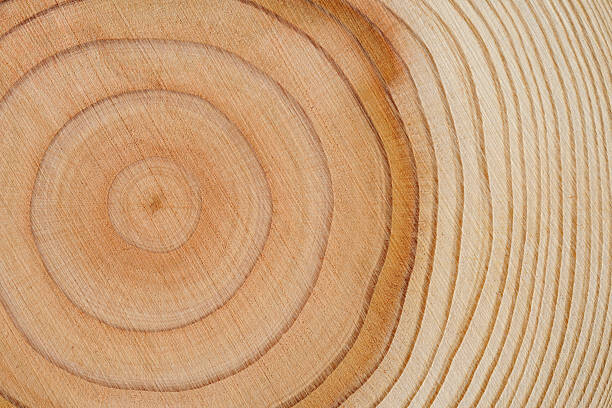 Wall Mural Tree rings texture background