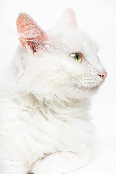 Wall Mural White cat