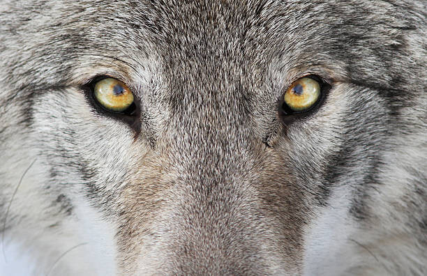 Wall Mural Wolf portrait