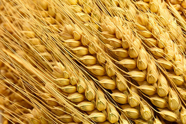 Sticker Wheat