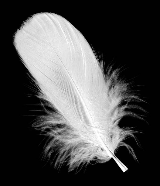 Samolepka White feather isolated on black background