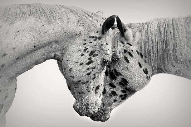 Samolepka White on White