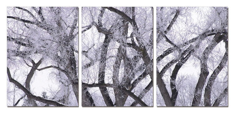 Obraz Zimní koruna stromu