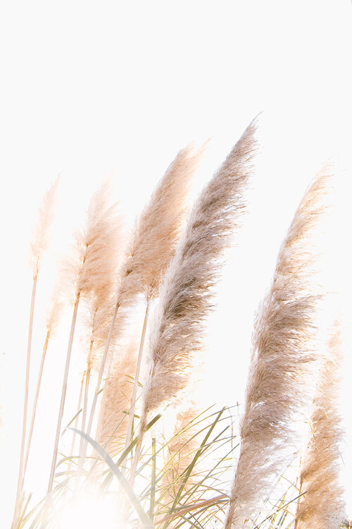 художествена фотография Reed 1