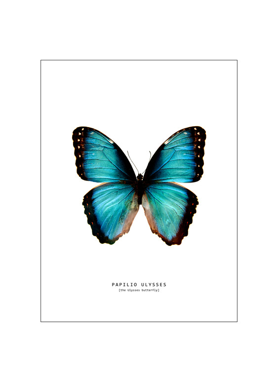 художествена фотография butterfly