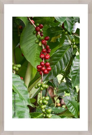 Fotografie Arabica Coffee, Heavy Fruiting Coffee Plants, Robusta, Liberica, Red Coffee